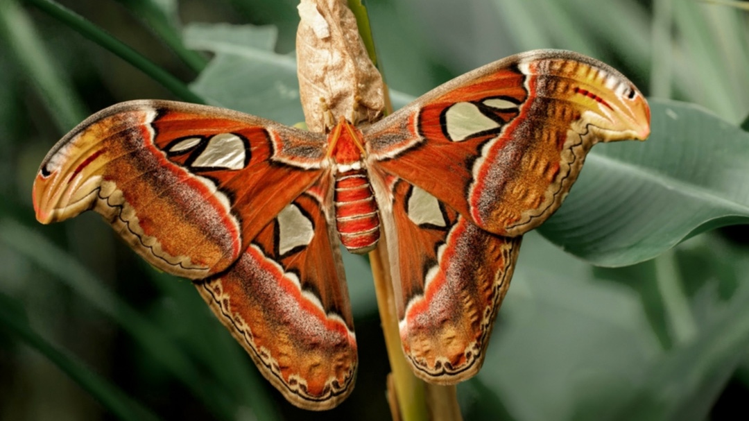 Developmental Friendships