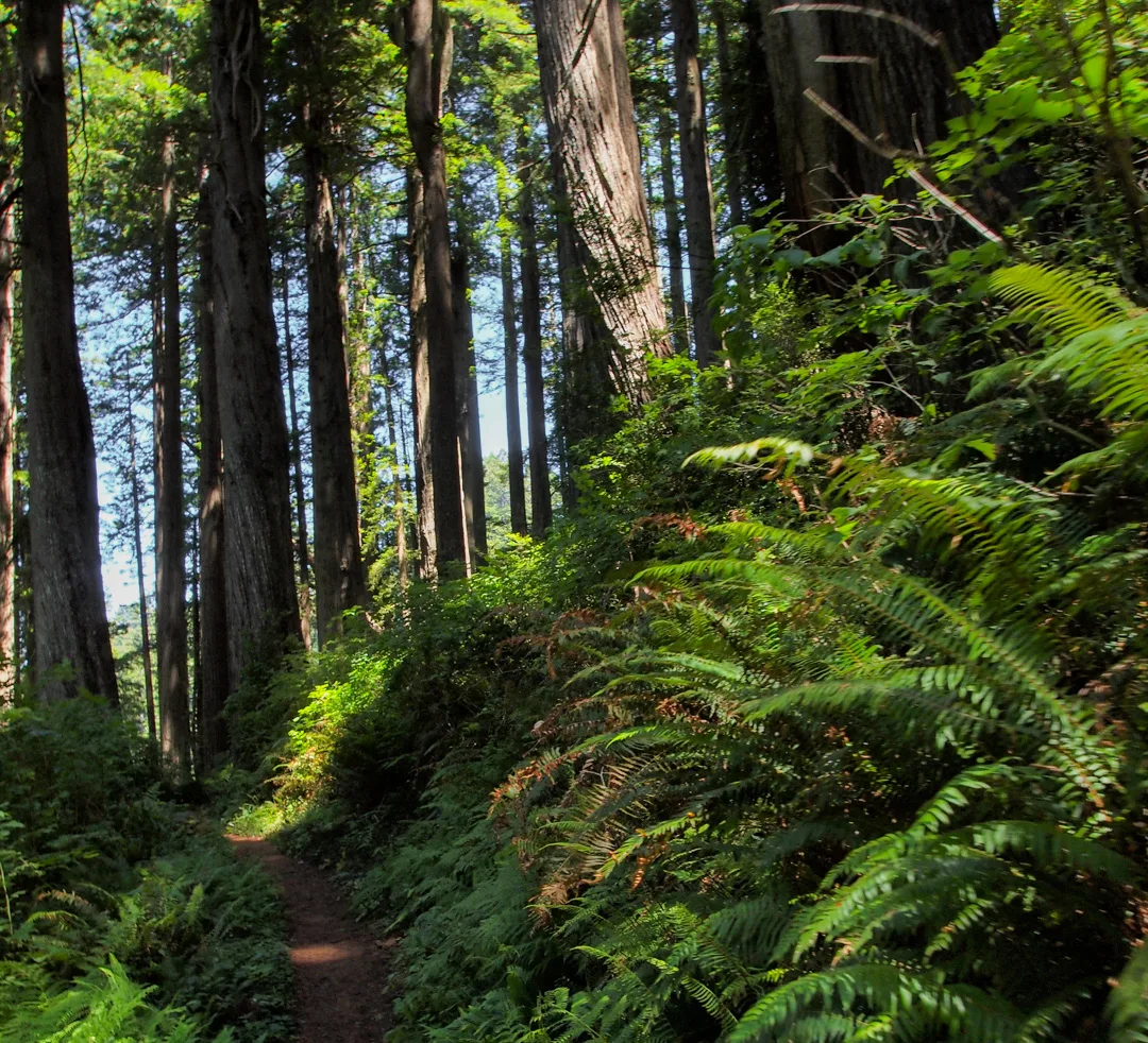 redwoods
